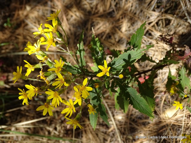 Senecio argutus photo 8