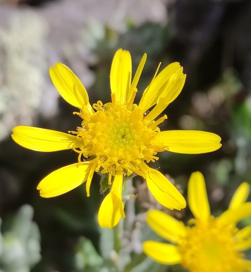 Senecio argyreus
