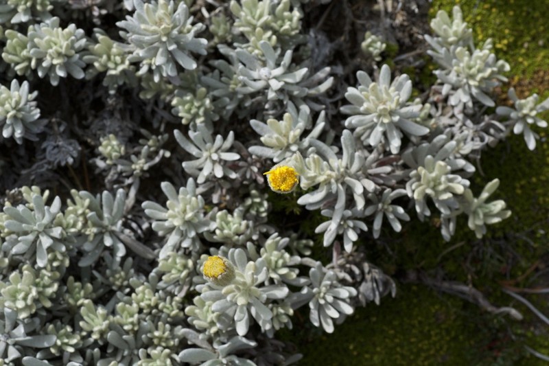 Senecio argyreus photo 2
