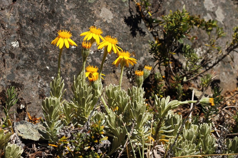 Senecio argyreus photo 3