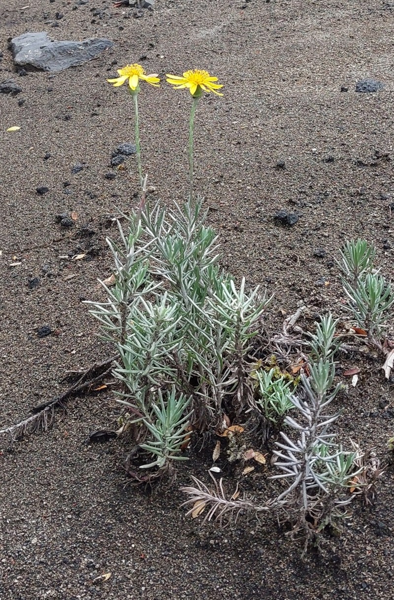 Senecio argyreus photo 4