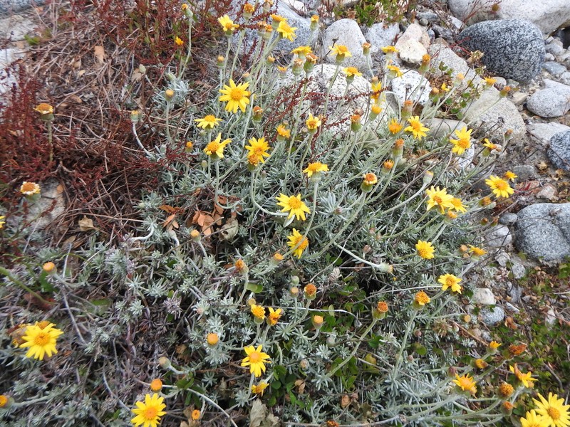 Senecio argyreus photo 5