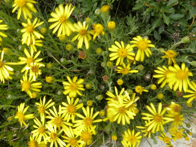 Senecio argyreus photo 6