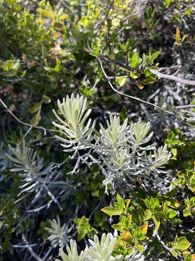 Senecio argyreus photo 7