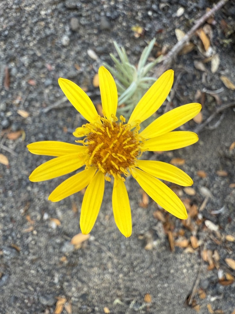 Senecio argyreus photo 8