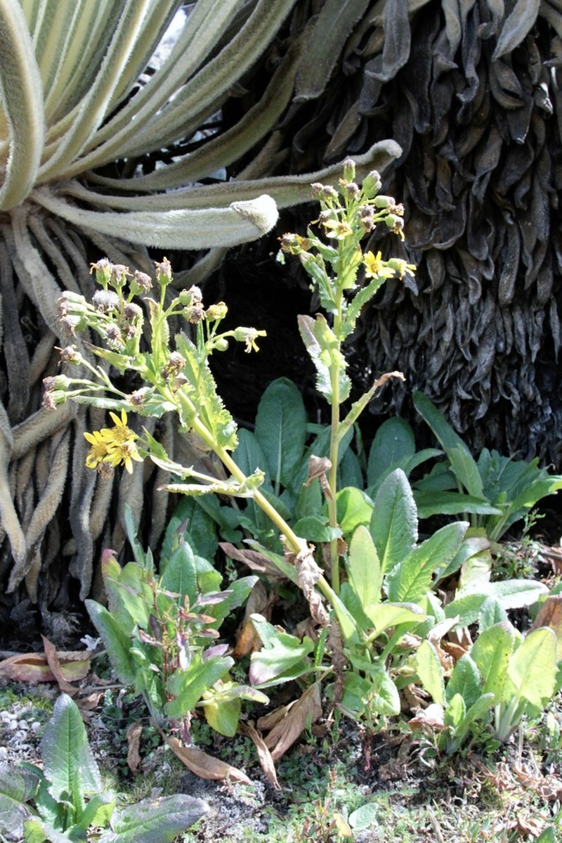 Senecio aristeguietae