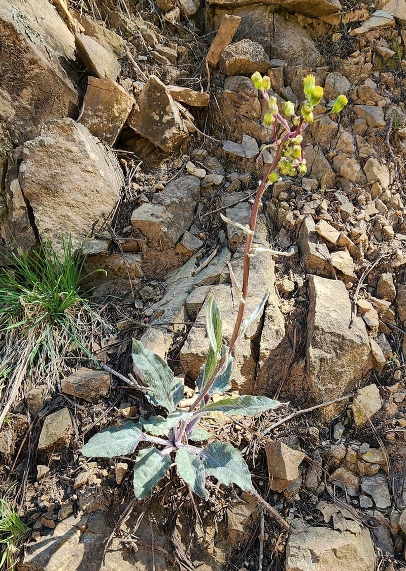Arizona Ragwort