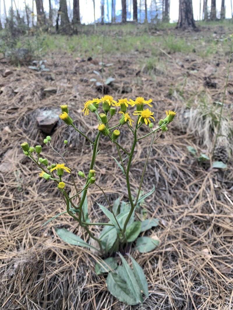 Arizona Ragwort photo 2