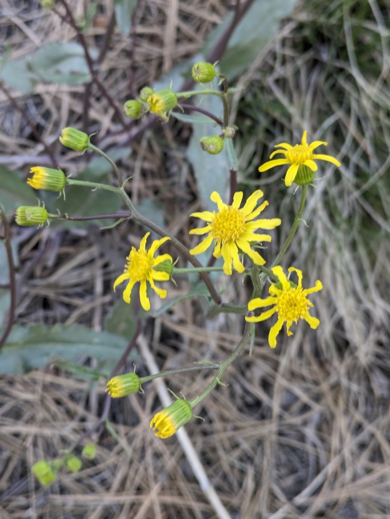 Arizona Ragwort photo 4