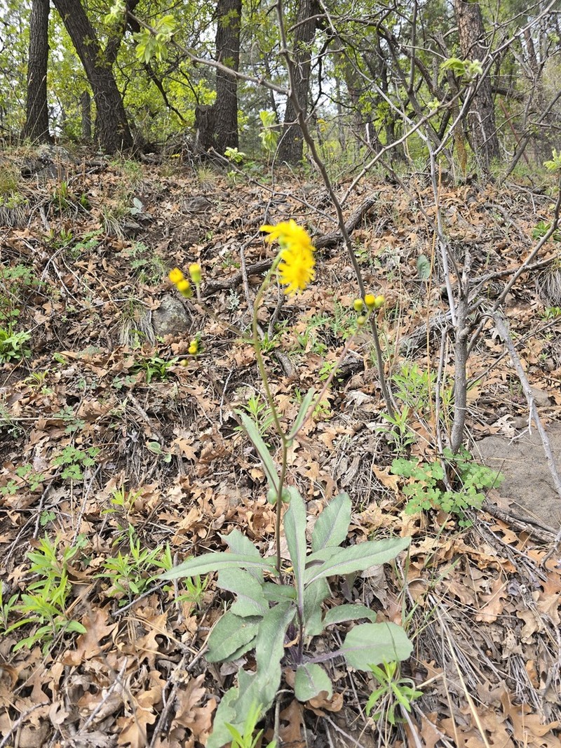Arizona Ragwort photo 5