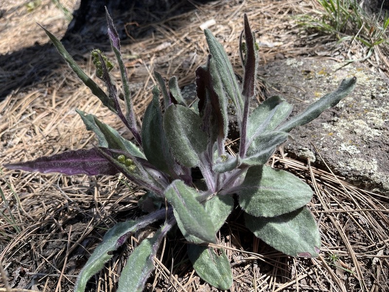 Arizona Ragwort photo 6