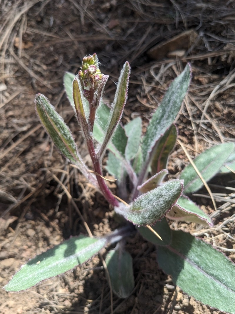 Arizona Ragwort photo 7