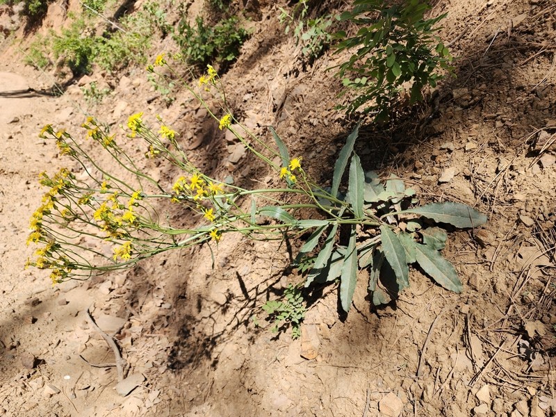 Arizona Ragwort photo 8