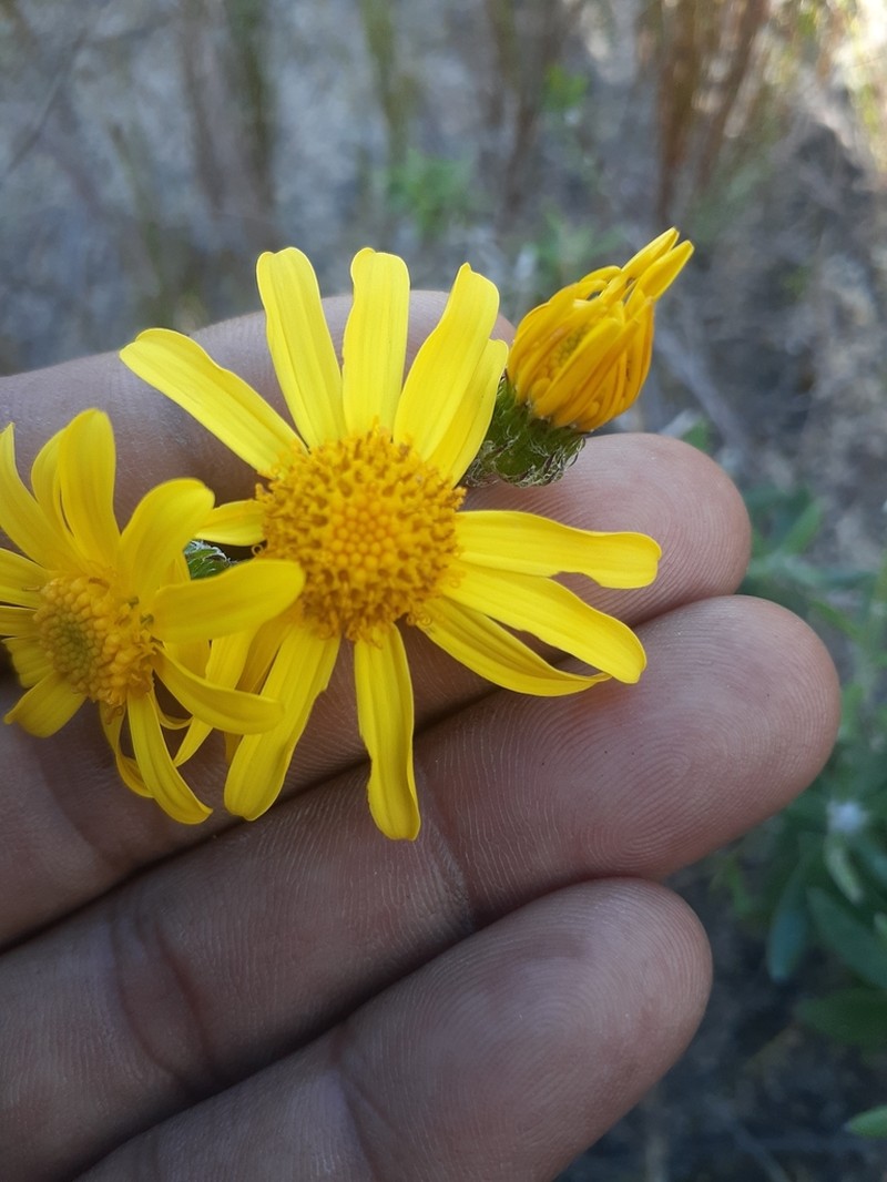 Senecio arniciflorus photo 2