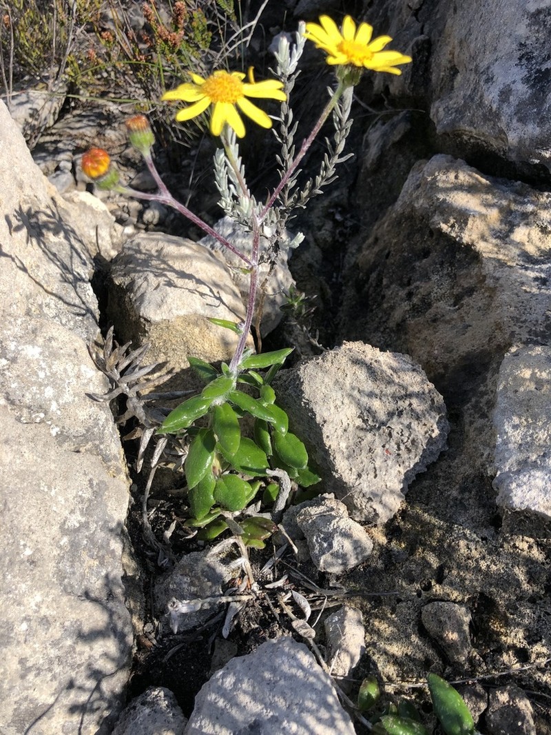 Senecio arniciflorus photo 3