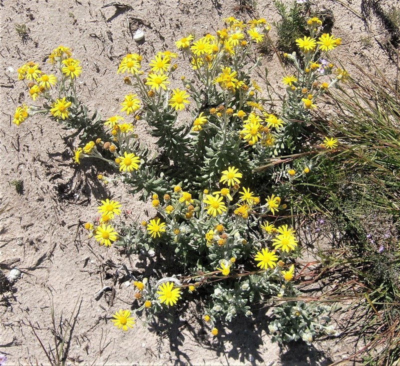Senecio arniciflorus photo 4