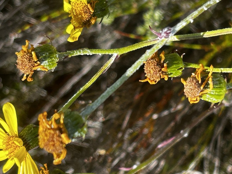 Senecio arniciflorus photo 5