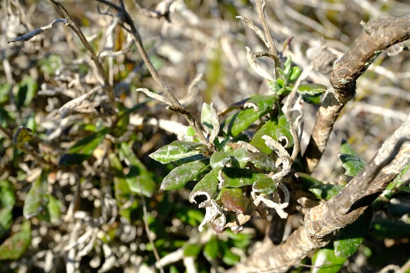 Senecio arniciflorus photo 6