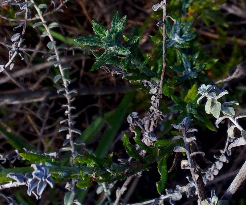 Senecio arniciflorus photo 7