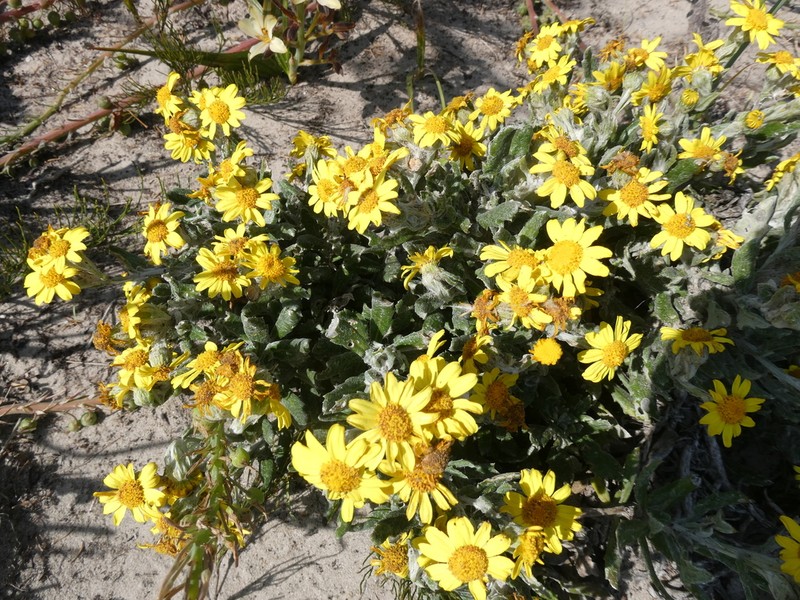 Senecio arniciflorus photo 8