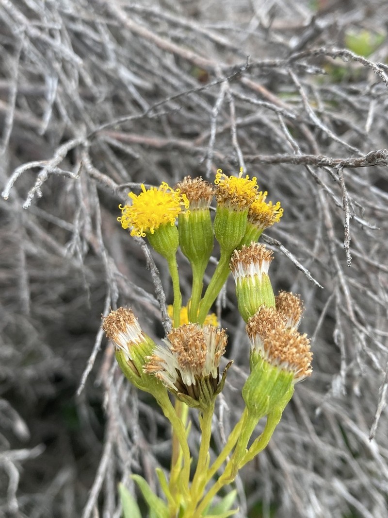 Senecio arnottii