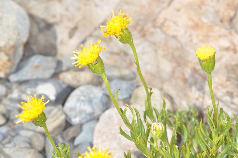 Senecio arnottii photo 2