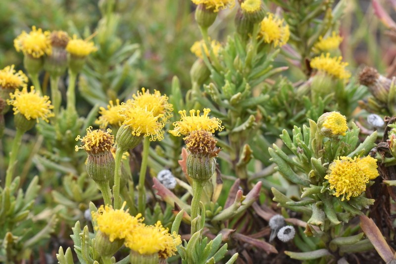 Senecio arnottii photo 3