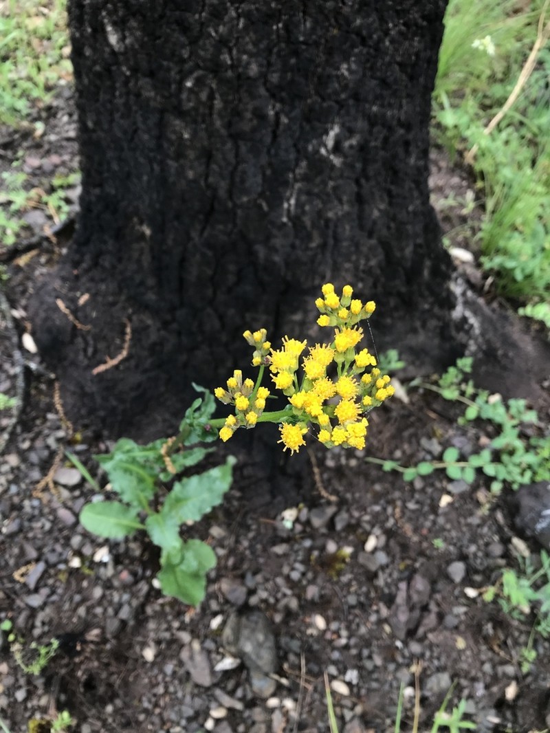 Rayless Ragwort photo 2