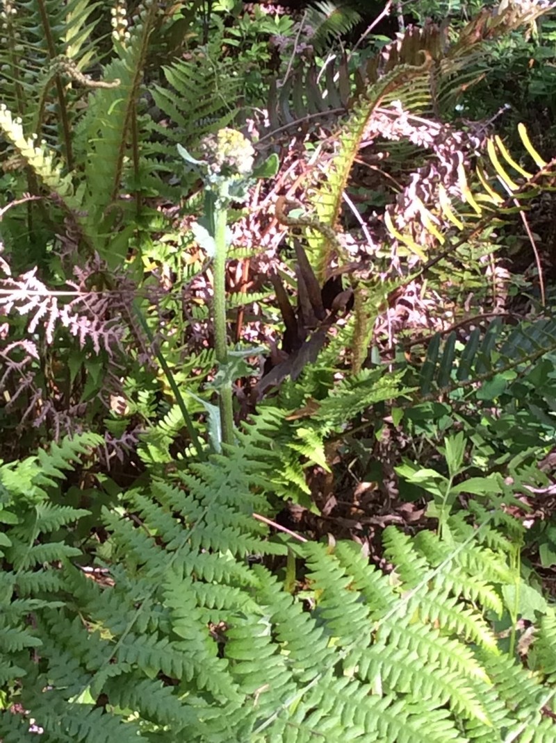 Rayless Ragwort photo 3