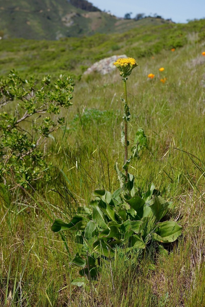 Rayless Ragwort photo 4