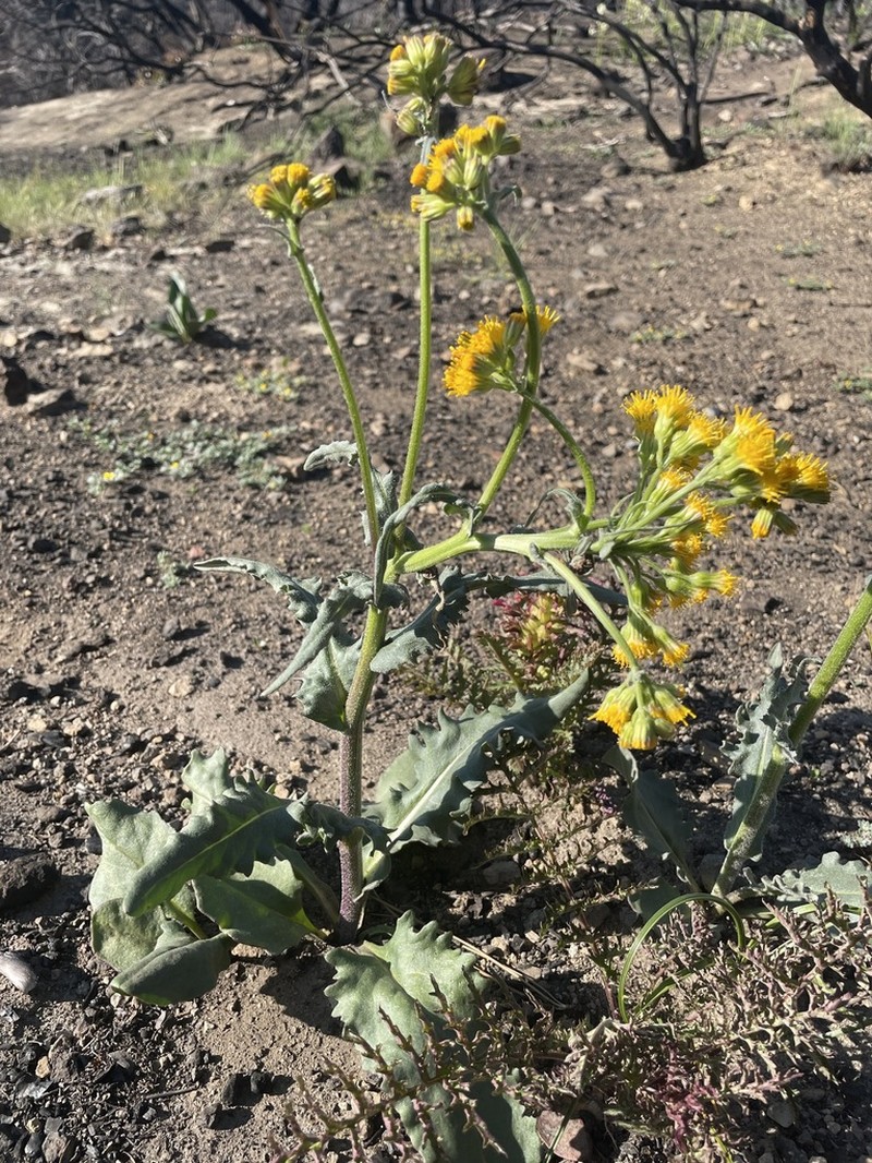 Rayless Ragwort photo 5