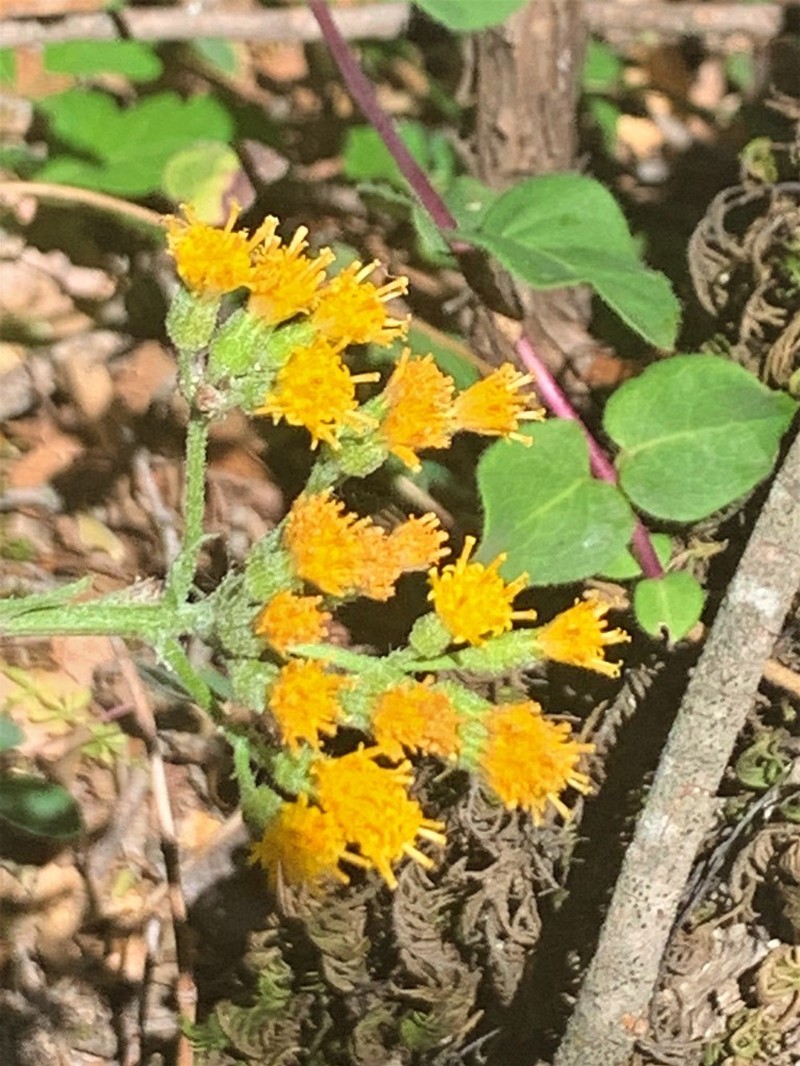 Rayless Ragwort photo 6