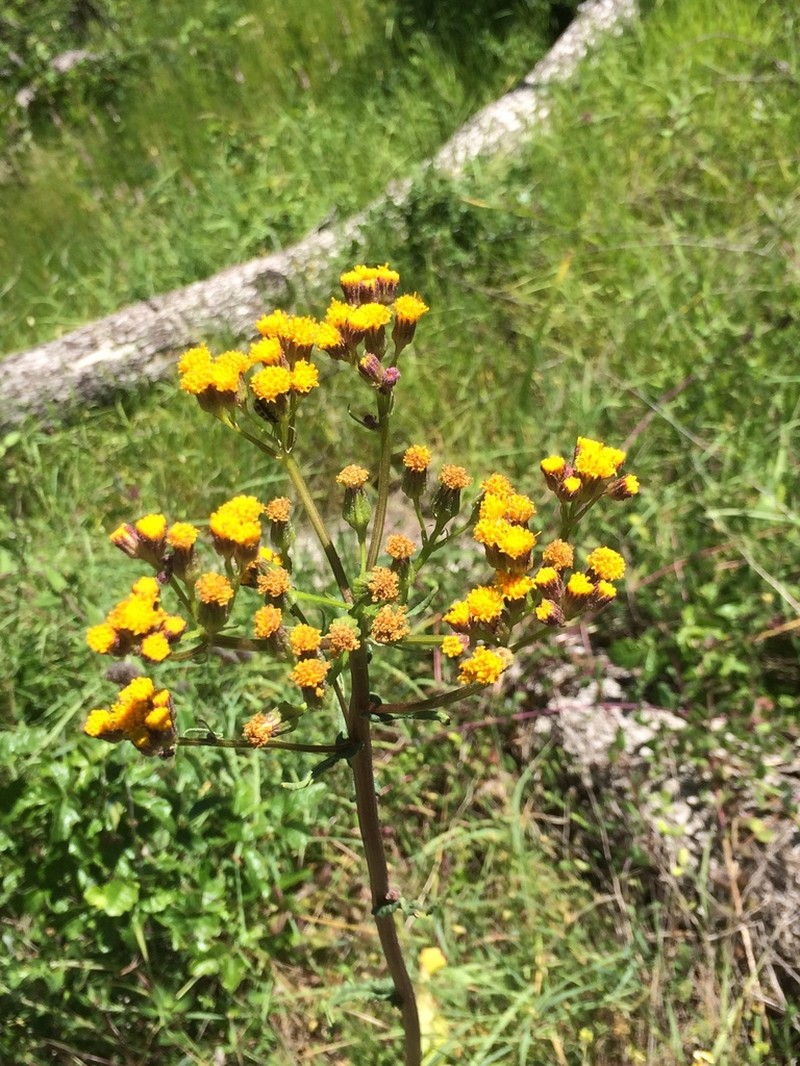 Rayless Ragwort photo 7