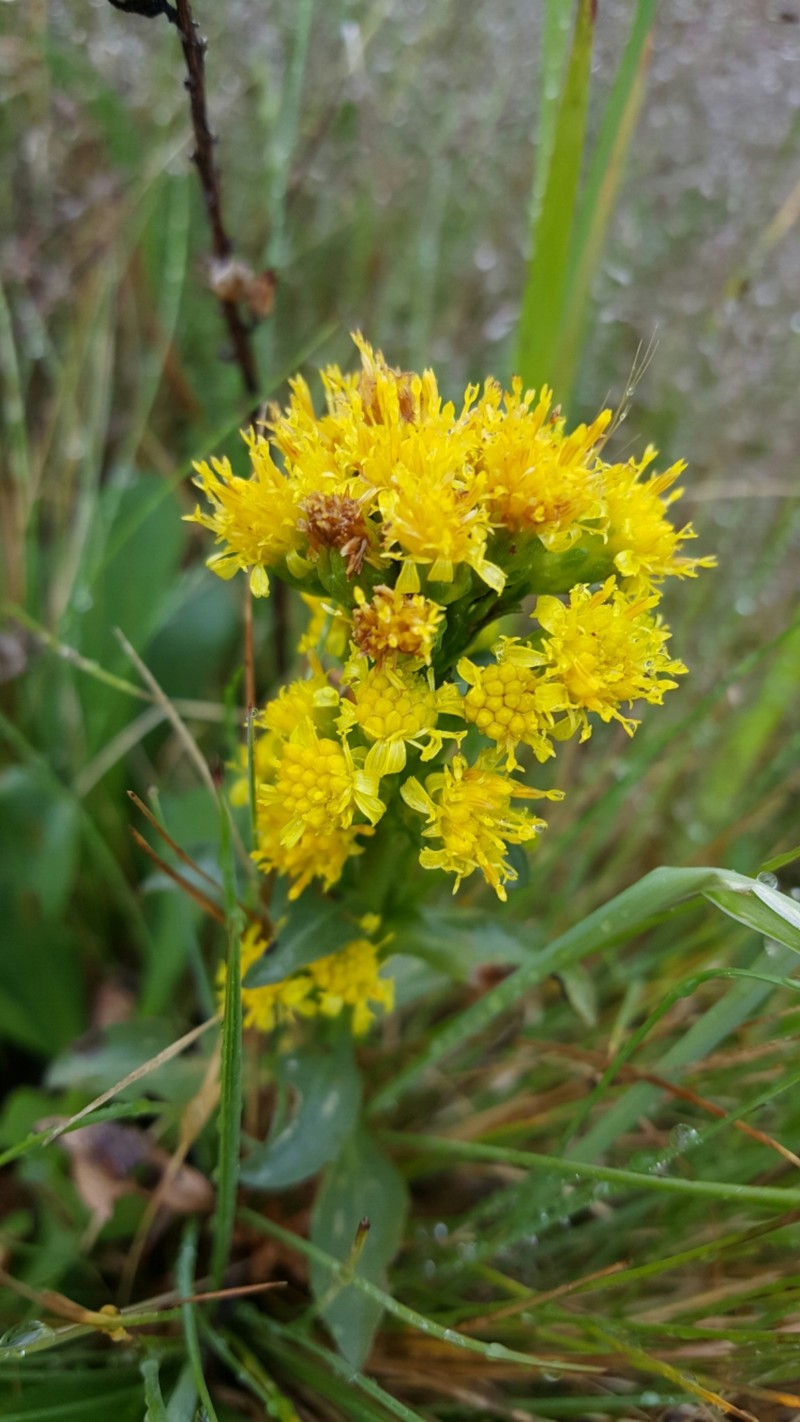 Rayless Ragwort