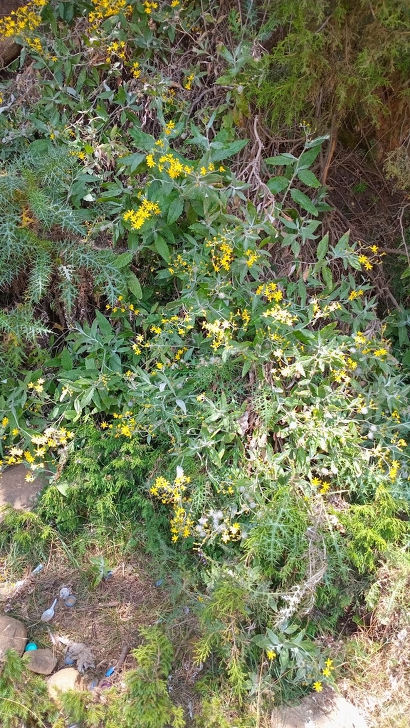 Senecio asirensis