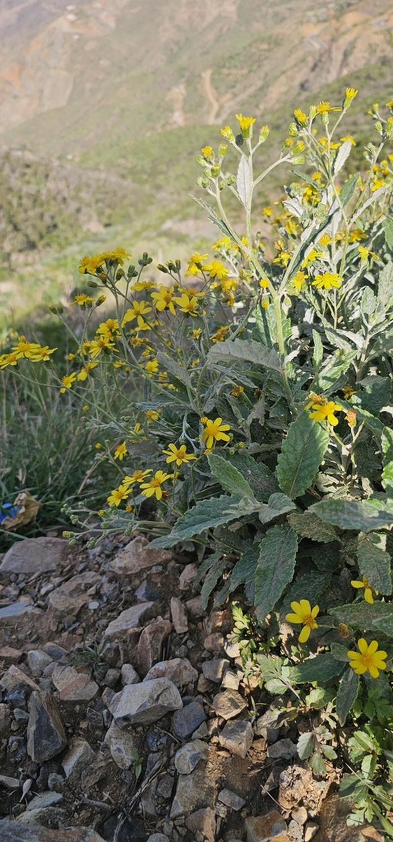 Senecio asirensis photo 2