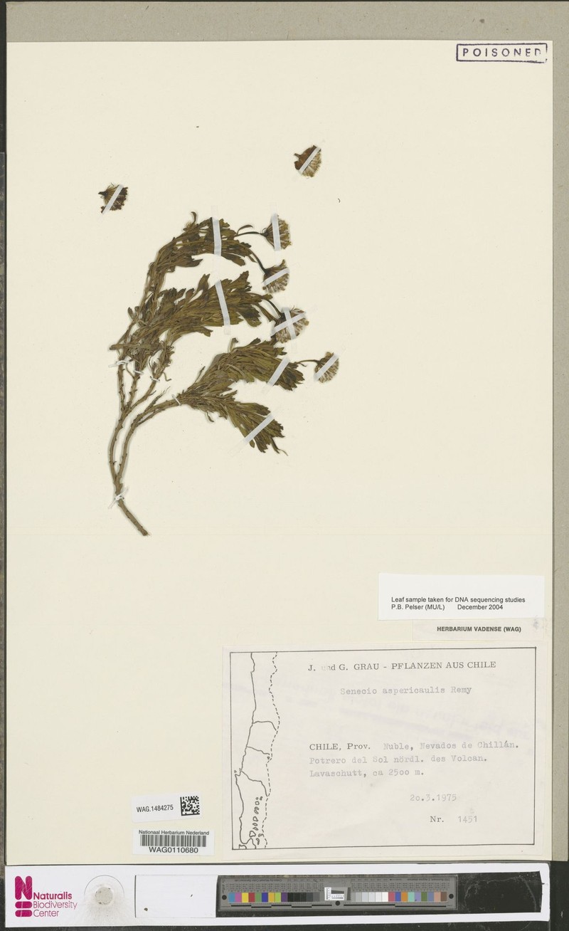 Senecio aspericaulis