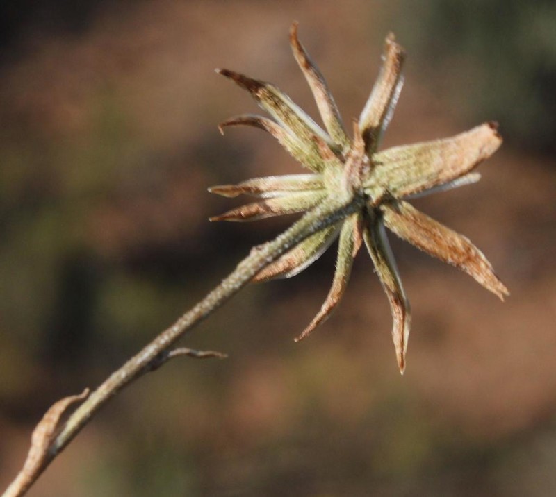 Senecio asperulus photo 2