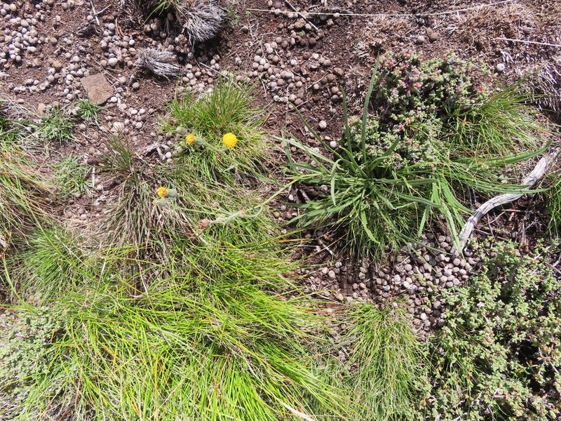 Senecio asperulus photo 3