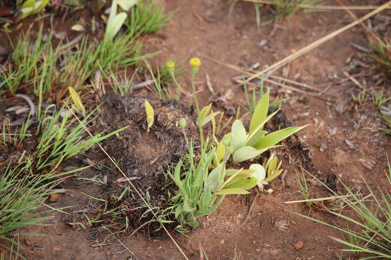Senecio asperulus photo 4
