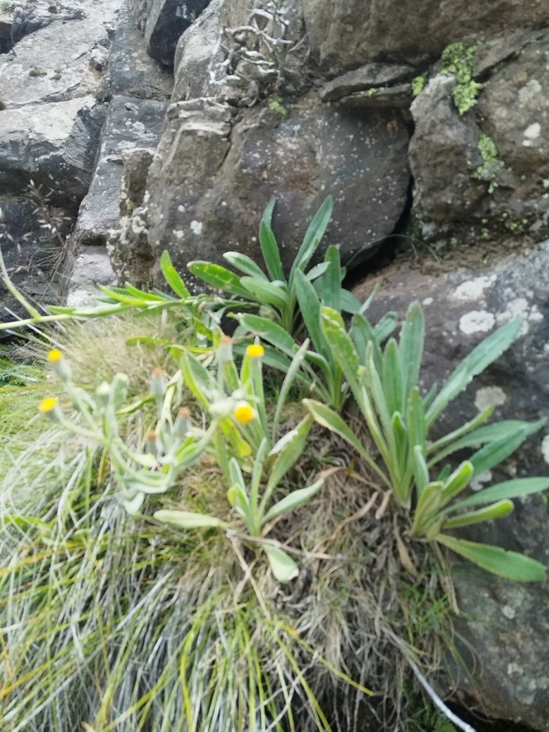 Senecio asperulus photo 5