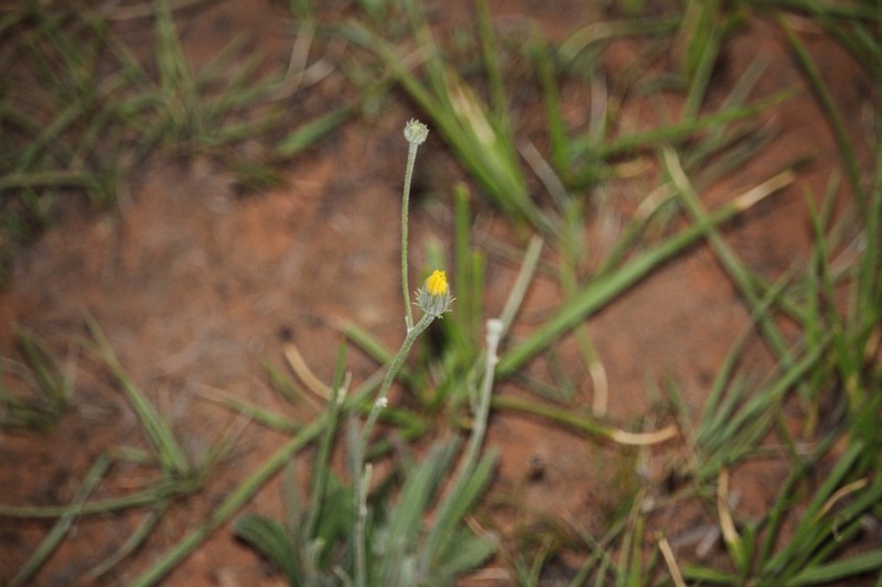 Senecio asperulus photo 7