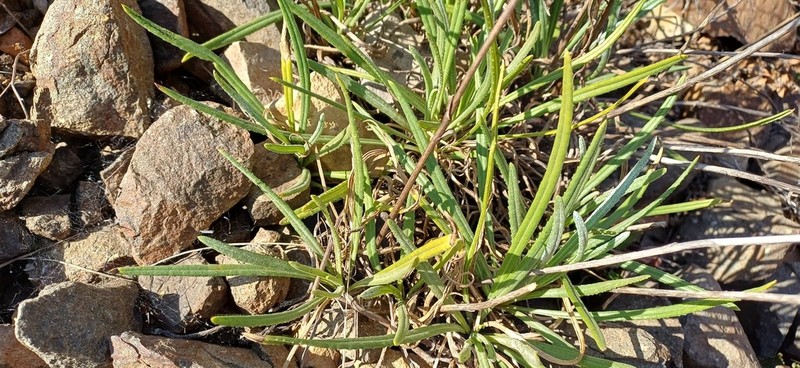 Senecio asperulus photo 8