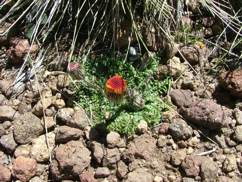 Senecio aspleniifolius photo 2