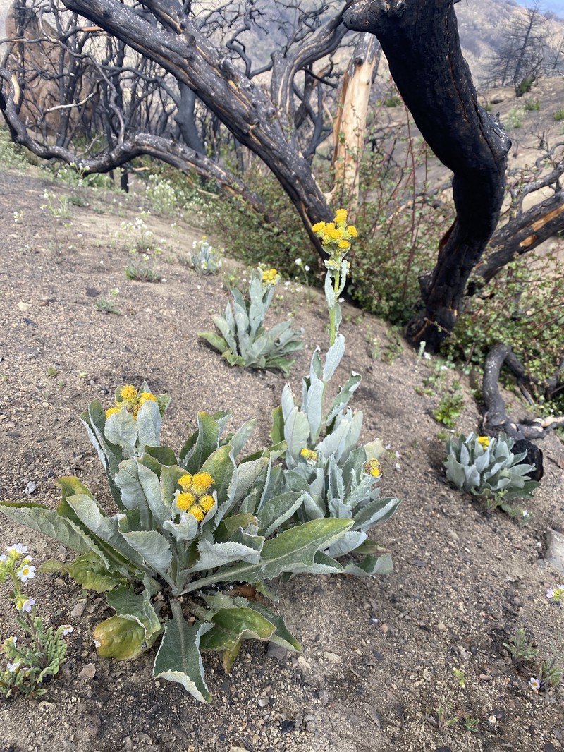 San Gabriel Ragwort photo 3