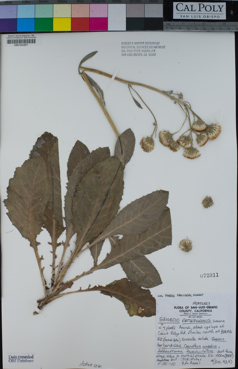 San Gabriel Ragwort photo 5