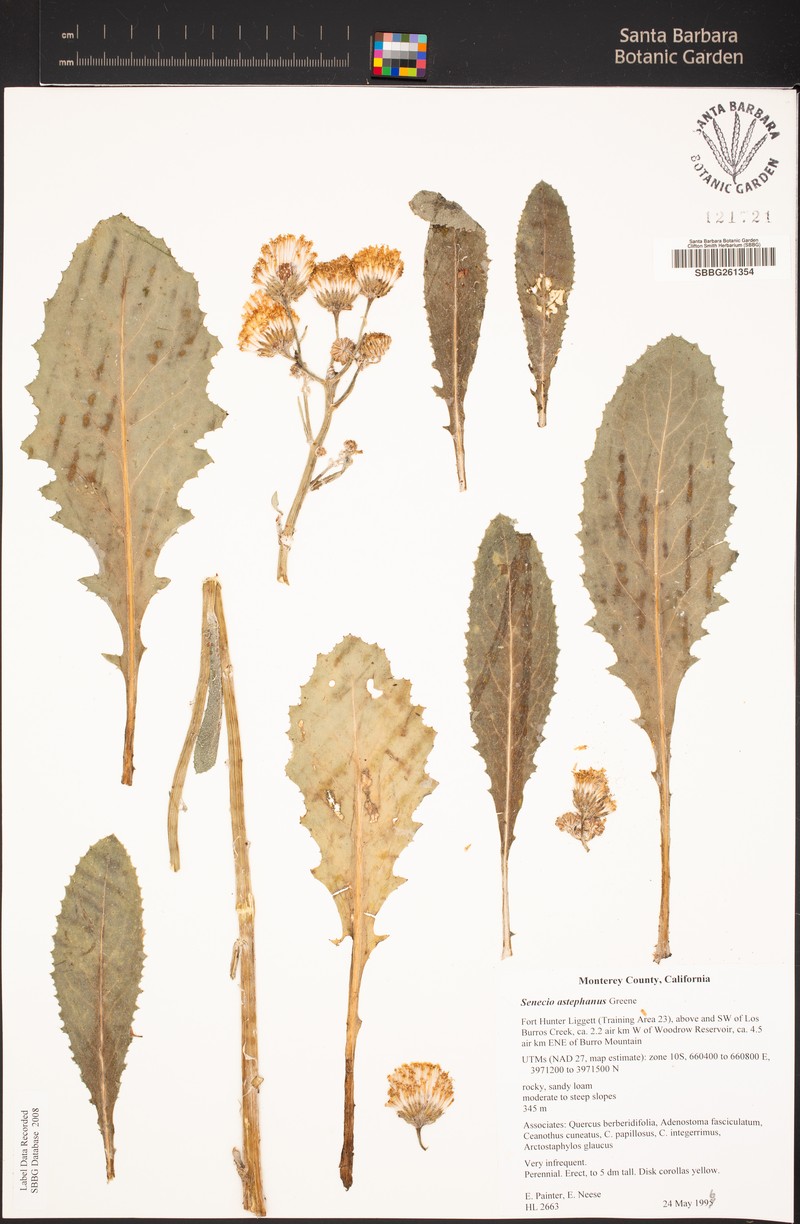 San Gabriel Ragwort photo 8