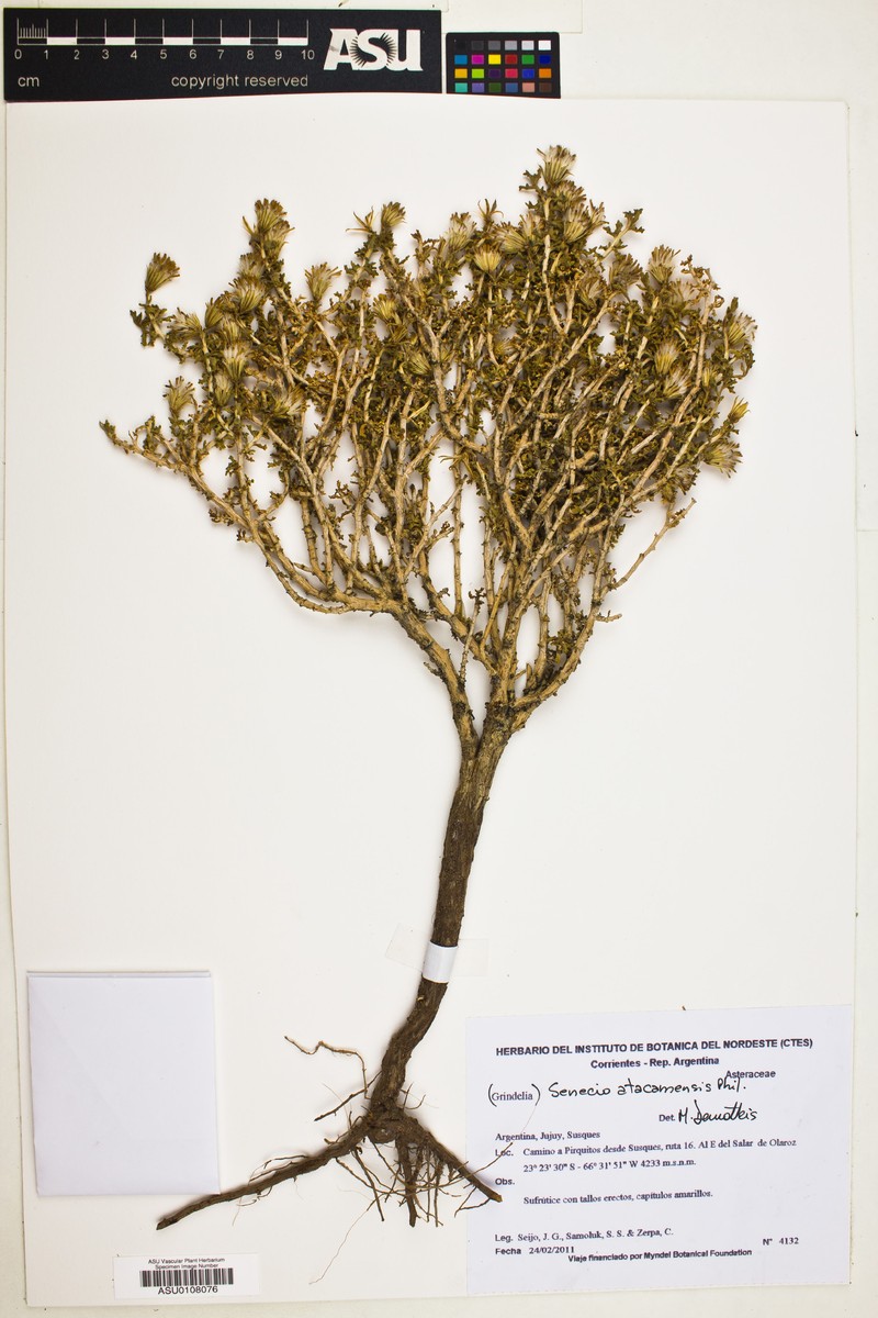 Senecio atacamensis