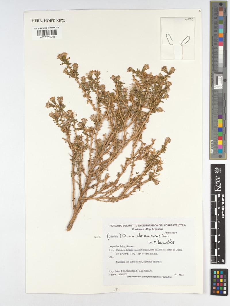 Senecio atacamensis photo 2