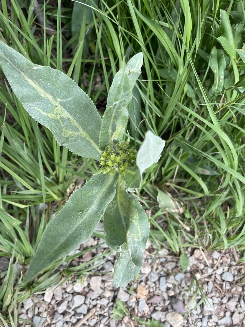 Tall Blacktip Ragwort